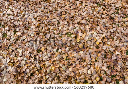 Ground covered golden Autumn Leaves