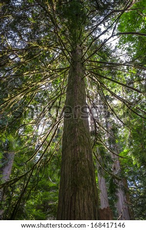 Tall tree covered in moss with sun back lighting it