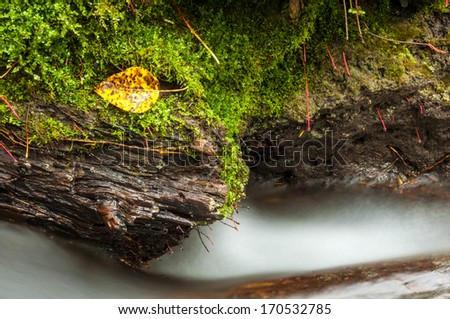 Autumn leaf on mossy log next to stream