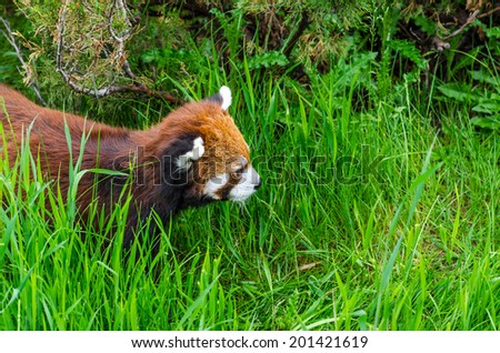 Cute Red Panda walking through tall grass