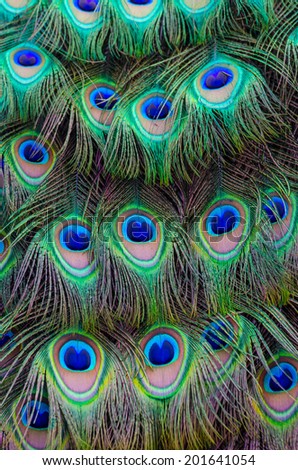 Close up of a male peacocks stunning tail feathers