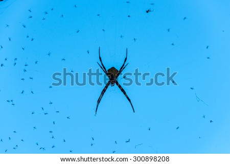 Silhouette of large happy face spider in web with bugs & blue sky behind, found on Kauai, Hawaii