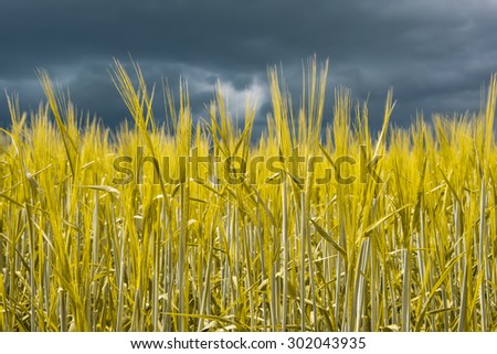 Focus on wheat field with dark ominous storm clouds in background