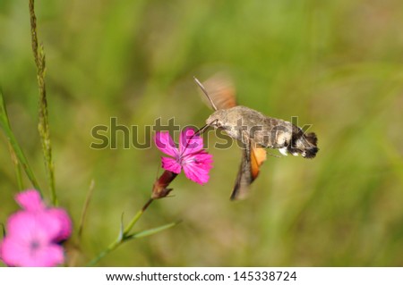 Macroglossum stellatarum, Hummingbird Hawk-moth