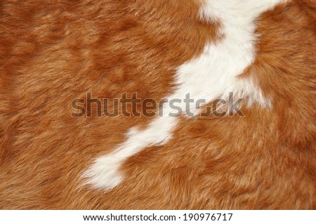 Cow leather texture