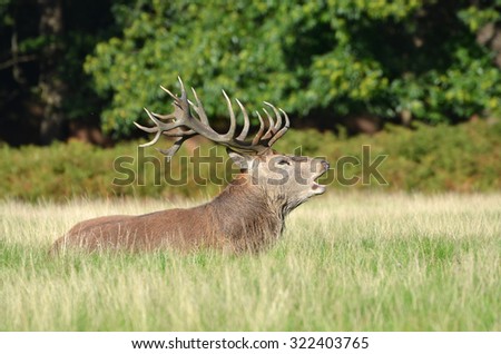 Red deer head, Cervus elaphus