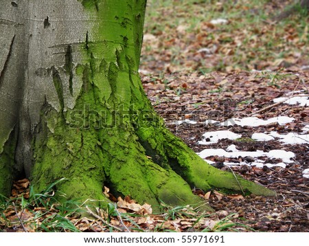 beech tree trunk like big foot