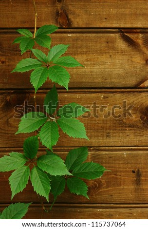 Wall of the a wooden house decorated with green ivy. House design.