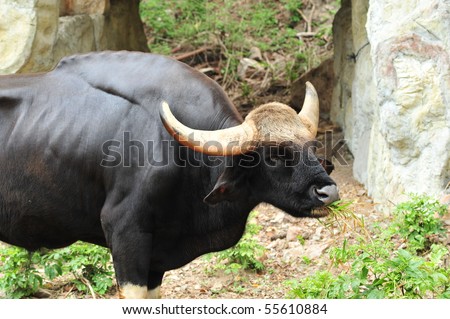 One of three kind of gaur in southeast asia