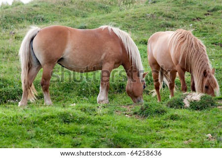 horse couple eat together,