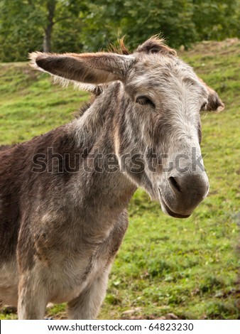 donkey sad face