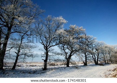 Winter scene, tree perspective