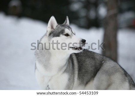Siberian+huskies+in+snow