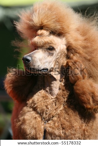 Apricot Standard Poodle. of a red Standard Poodle