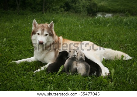 Siberian Husky with a litter of pups