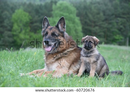 old german shepherd and a german shepherd puppy