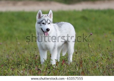 siberian husky puppy in the field
