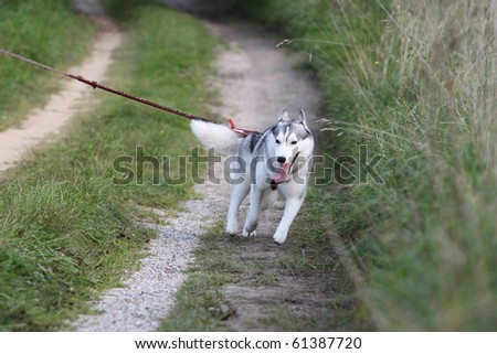 Husky Pulling