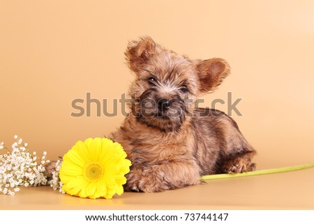 cairn terrier puppy