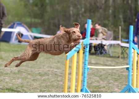 Wire-haired Hungarian Vizsla jumping over the hurdle during agility competition