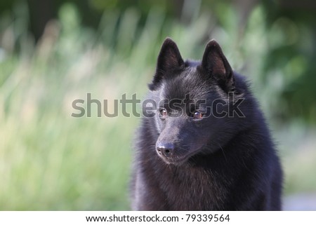 Barge Dog