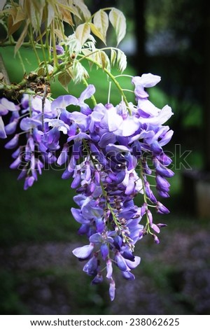 wisteria flower    Find Similar Images    Share ? Wisteria tree branch with beautiful flowers