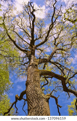 Old large tree trunk and tree canopy in spring time over blue sunny sky, low angle shot.