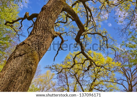 Old large tree trunk and tree canopy in spring time over blue sunny sky, low angle shot.