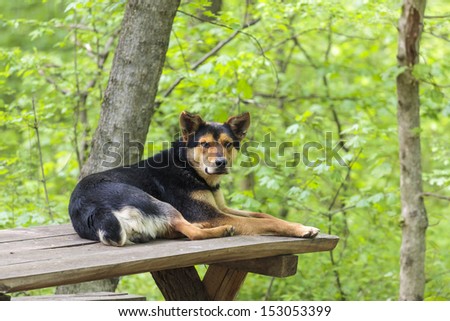 Old stray abandoned dog resting on wooden table in the forest and waiting for tourists to come and feed him.