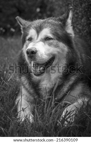 Front view portrait of a large adult Alaskan Malamute male dog resting in the grass with open mouth. Black and white.