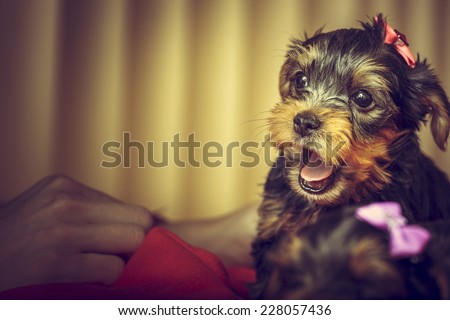 Portrait of playful Yorkshire terrier puppy dog with head fur tied with pink bow, barking at human hand. Copy space.