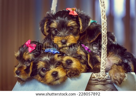 Five cute little Yorkshire terrier dog puppies with head fur tied with colorful bows, looking at camera while resting in a basket. Shallow depth of field.