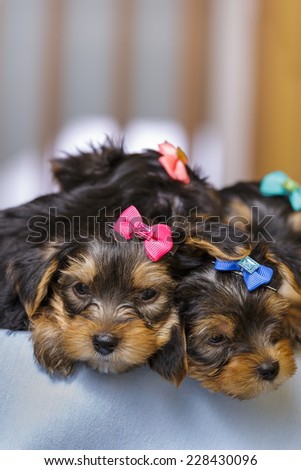 Two sleepy cute Yorkshire terrier dog puppies with head fur tied with colorful bows. Copy space and shallow depth of field.