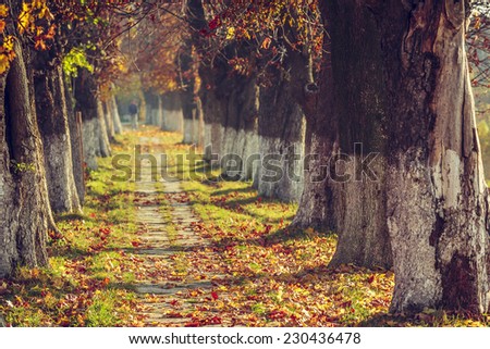 Autumn landscape with sidewalk covered by fallen dry brown leaves in a sunny morning. Shallow depth of field, selective focus.