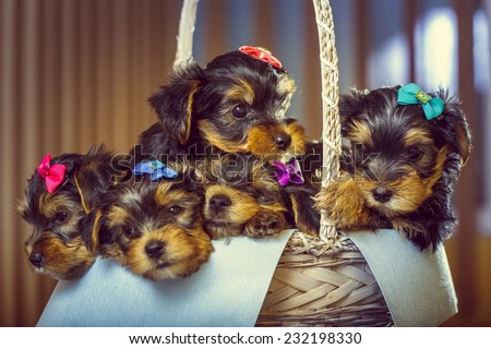 Five adorable little Yorkshire terrier dog puppies with head fur tied with colorful bows resting in a basket. Shallow depth of field.