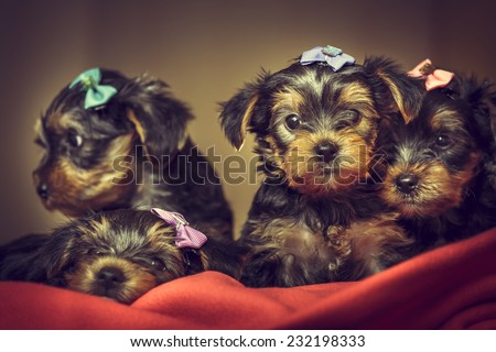 Four curious cute Yorkshire terrier dog puppies with head fur tied with colorful bows laying on red blanket. Shallow depth of field.