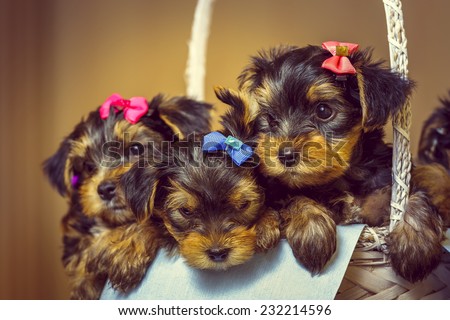 Cute little Yorkshire terrier dog puppies with head fur tied with colorful bows resting in a basket. Shallow depth of field.