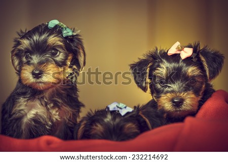 Two curious cute Yorkshire terrier dog puppies with head fur tied with colorful bows, looking at camera while laying on red blanket. Shallow depth of field.
