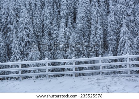 Winter scenery with frozen and snow covered wooden fence and coniferous forest.