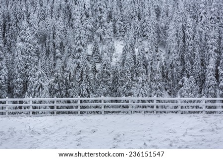 Winter scenery with wooden fence and coniferous forest covered by snow and hoar frost.