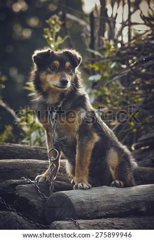 Sad neglected chained dog resting on a pile of fire wood in the countryside.