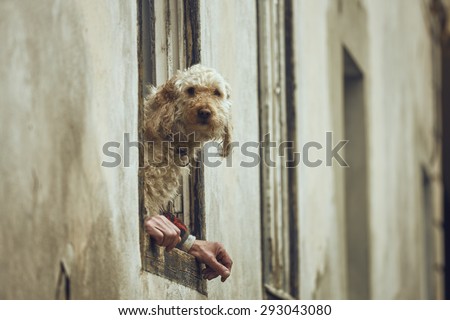 Curious fluffy golden poodle dog sitting on a window sill between the owner\'s hands. Dog with human hands illusion. Dog and human symbiosis.