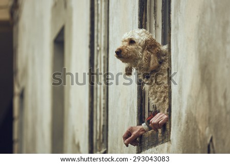 Attentive cute golden poodle dog sitting on a window sill between the owner\'s hands. Dog with human hands illusion. Dog and human symbiosis.