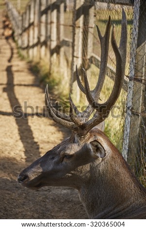 Head of an alert wild European red deer stag ( Cervus Elaphus) resting near a wire fence.