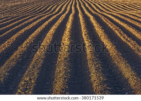 Furrows row pattern in a plowed field prepared for planting potatoes crops in spring.