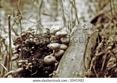 Fairy Mushrooms - Sepia