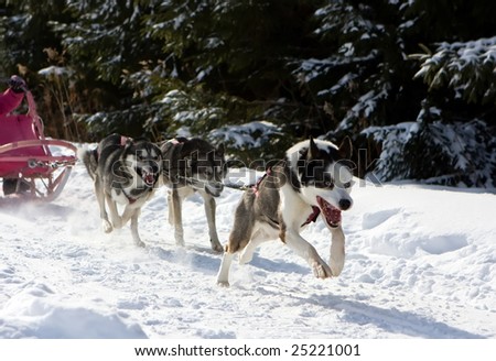 Photo of dog sled race in Toronto Area