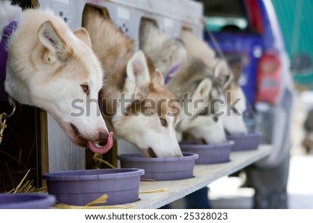 Photo of a Husky and Alaskan Malamute dogs eating in a row