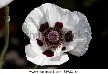 Picture of a white poppy flower in the Royal Botanical Gardens, Burlington, Ontario, Canada