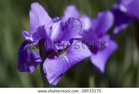 Picture of a purple-violet iris flower in the Royal Botanical Gardens, Burlington, Ontario, Canada